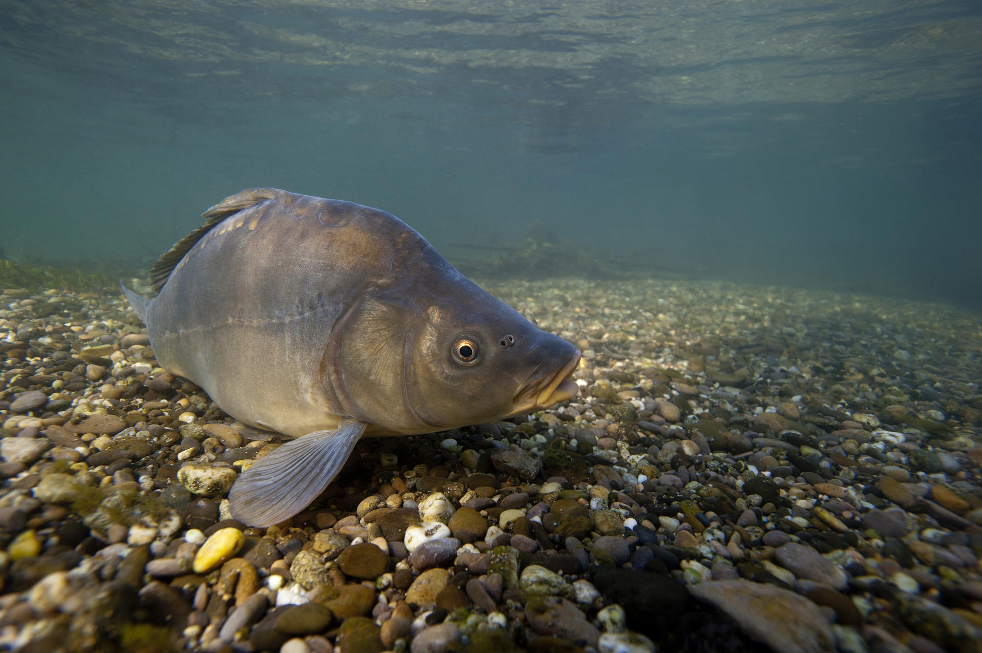 La carpe - Association Régionale de Pêche et de Protection du Milieu ...