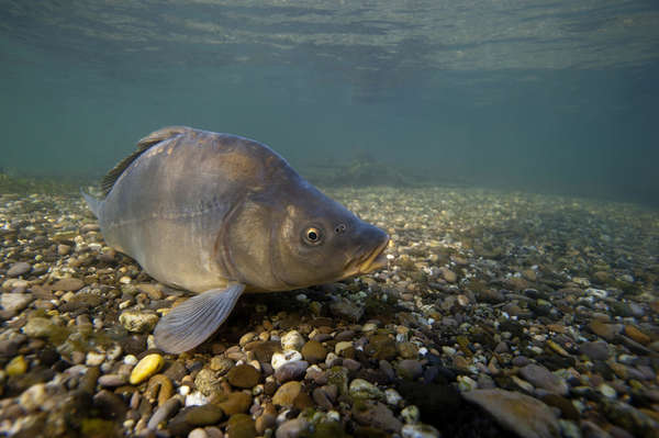 Quelles cannes pour pêcher la carpe ? - Peche et Poissons  Carnassiers,  carpe, truite, mer, coup… Toute l'actu de la pêche