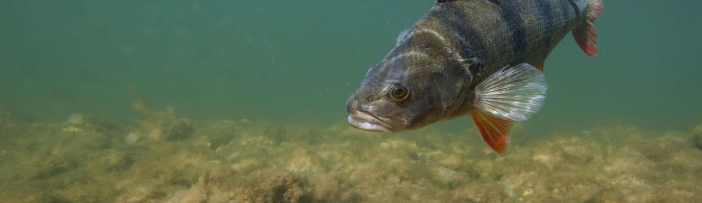 la pêche à la cuiller - Fédération de pêche des Alpes-Maritimes