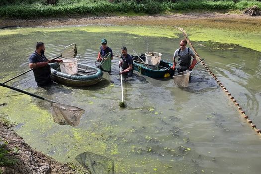 SÉCHERESSE : NOS RIVIÈRES SOUFFRENT, LES POISSONS AUSSI