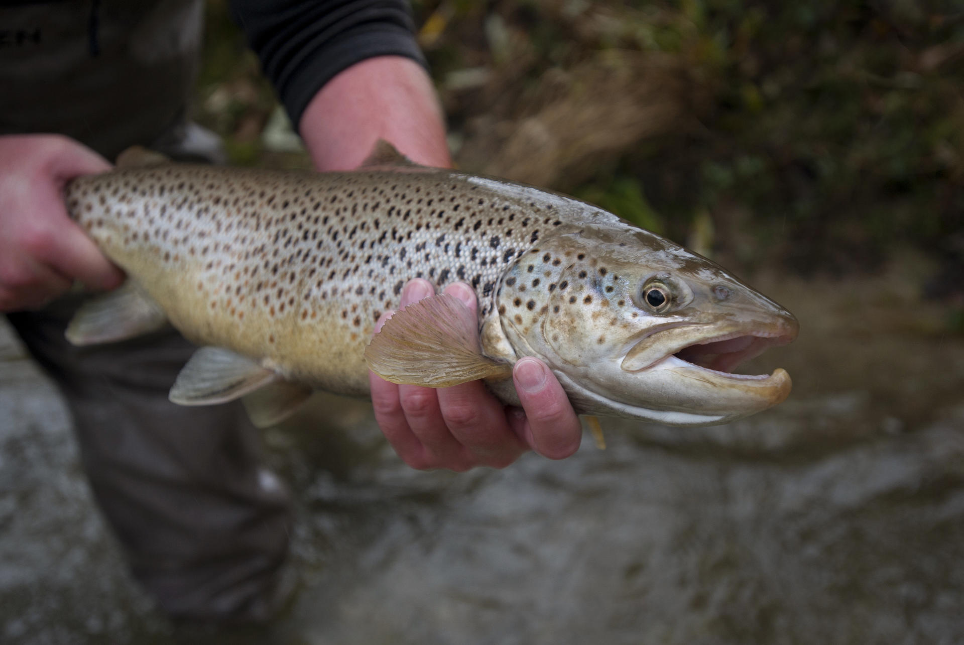 La truite aux appâts naturels Association Régionale de Pêche et de