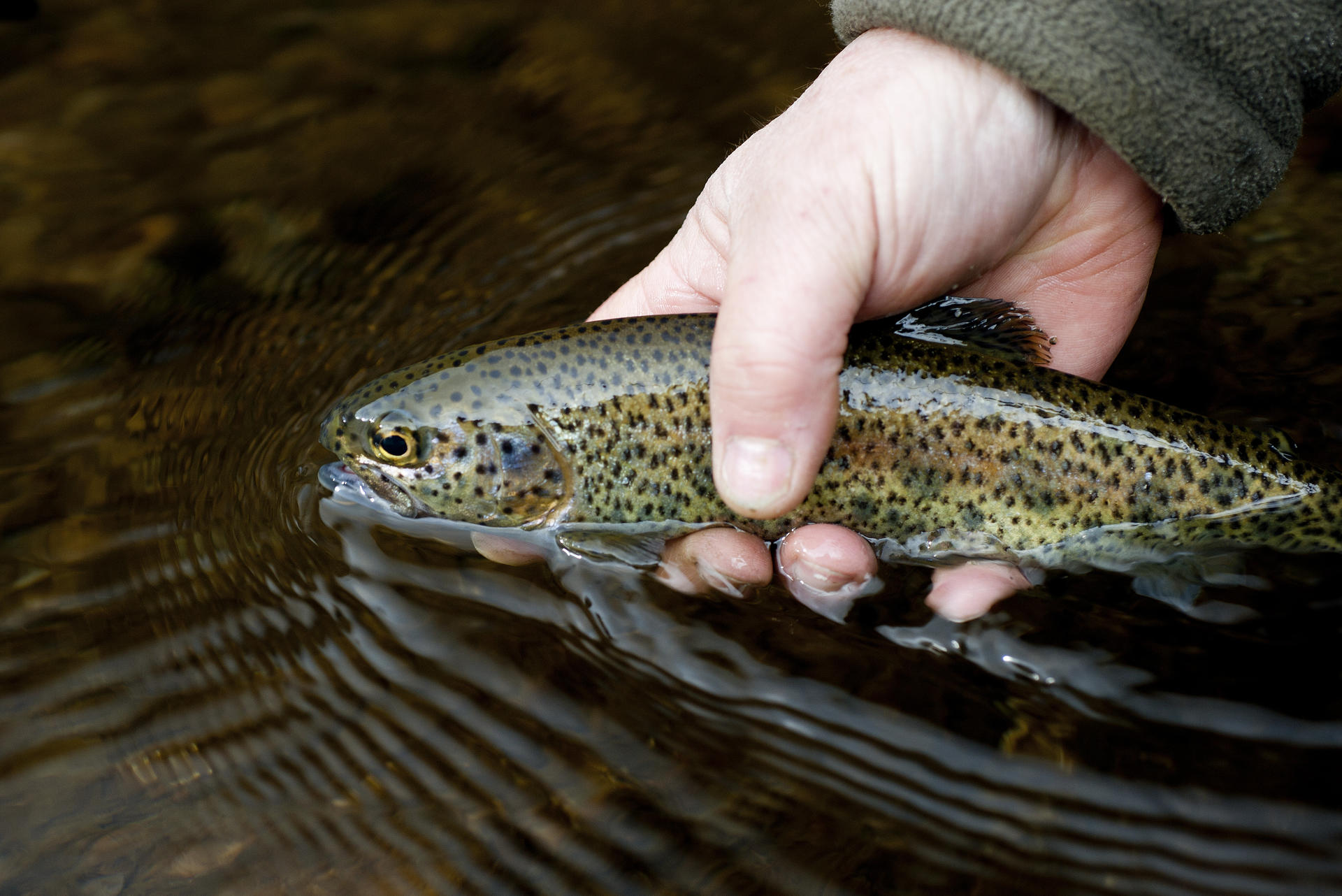 La truite à l'ouverture Association Régionale de Pêche et de