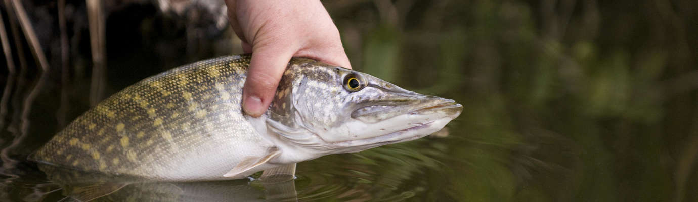 Les carnassiers - Association Régionale de Pêche et de Protection du Milieu  Aquatique d'Ile-de-France